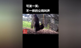 搞鸡视频软件,轻松娱乐，畅享欢乐时光